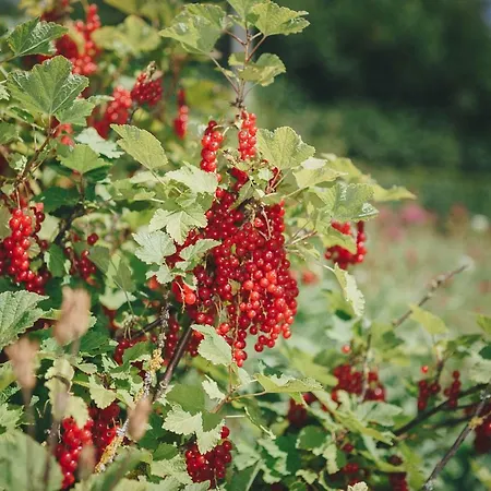 La Croisee Des Champs, Entre Durbuy Et La Roche En Ardenne Tatil Evi
