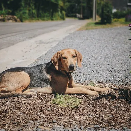 Tatil Evi La Croisee Des Champs, Entre Durbuy Et La Roche En Ardenne *