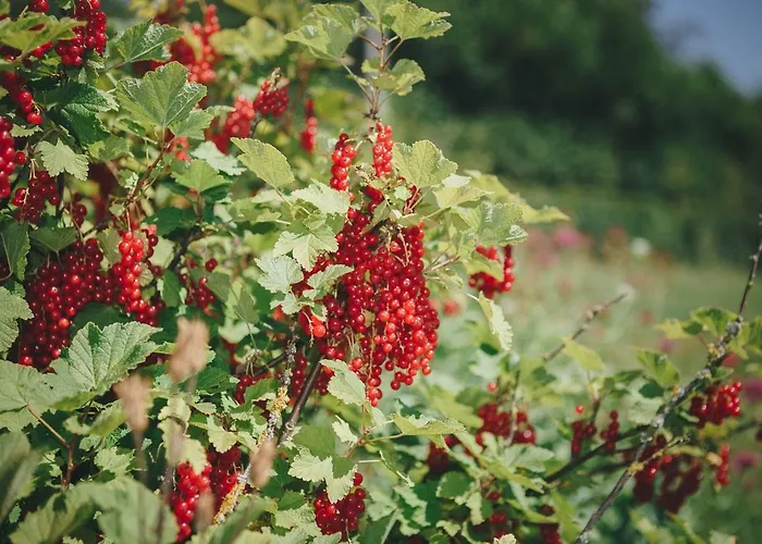 La Croisee Des Champs, Entre Durbuy Et La Roche En Ardenne 펜션