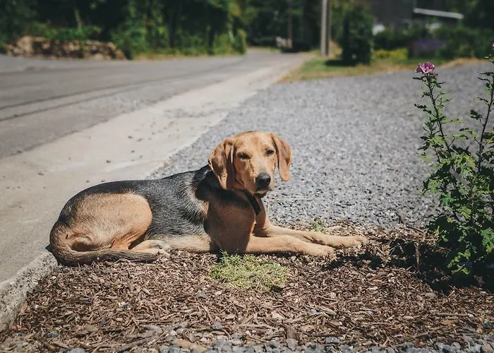 펜션 La Croisee Des Champs, Entre Durbuy Et La Roche En Ardenne *